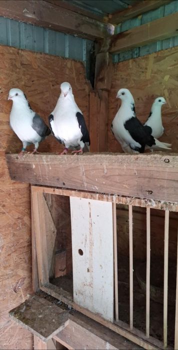 Disponibili jucatori