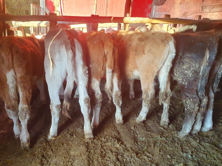 Vand vitele si taurasi de toate marimile