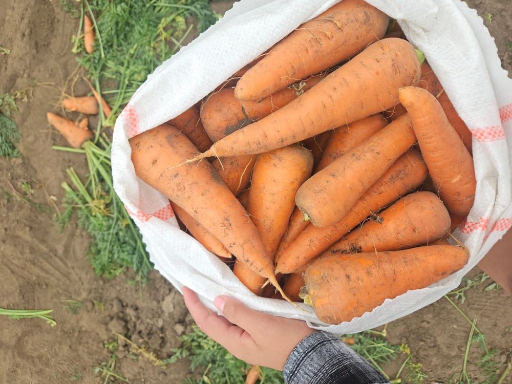 Оптом картофель и морковь в Алматы