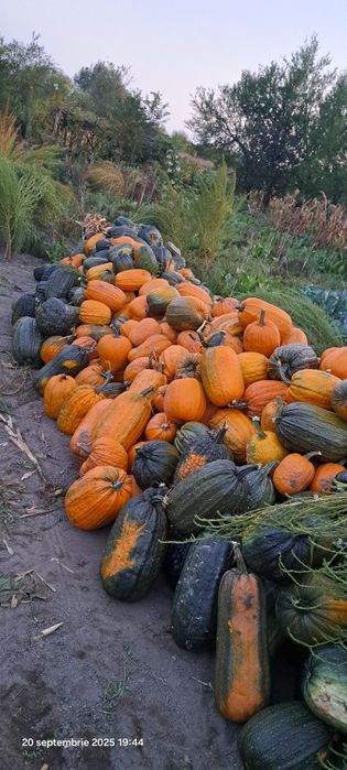 Vând dovleci comestibili sau pentru decor de Halloween
