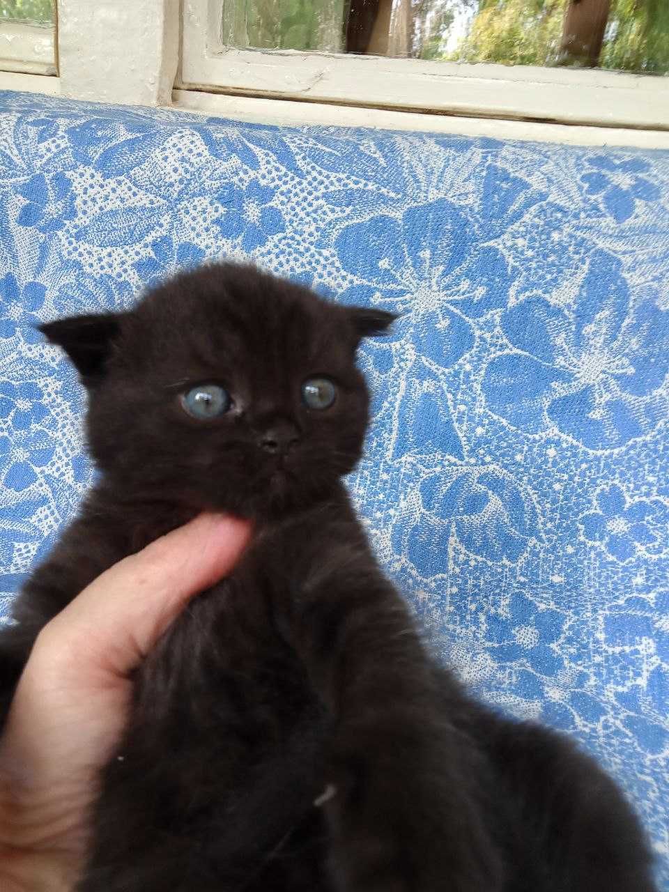 Котята шотландской Вислоухой