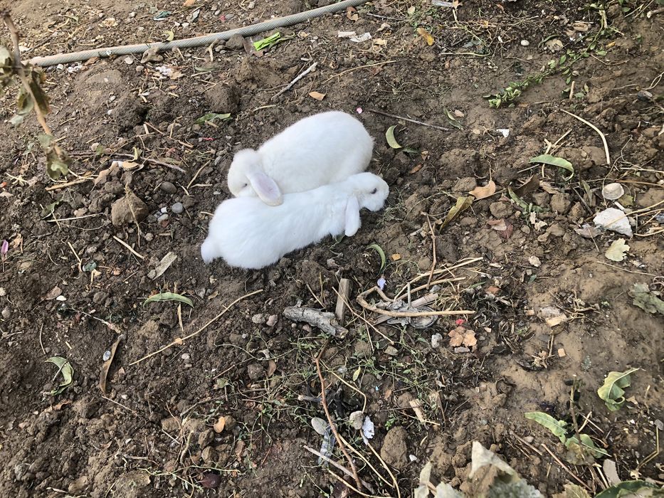 2 та декаратив карлик қуёнлар сотилади