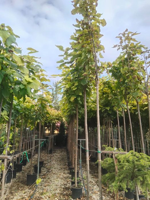 Mesteacan alb platan englezesc orice copac oranamental oriunde in tara