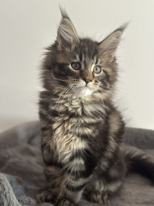 Maine coon băiețel pufos