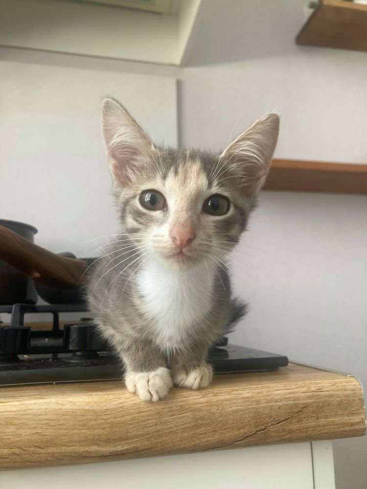Котёнок бесплатно
