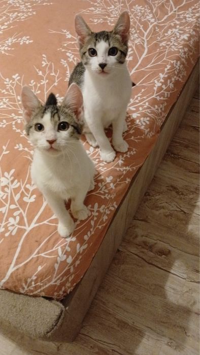 pisici adoptie 1-6luni