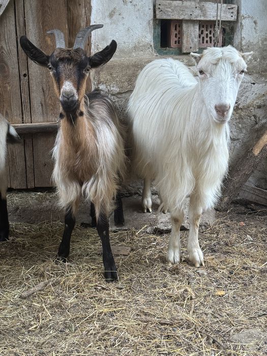 De vanzare doua capre si o iada