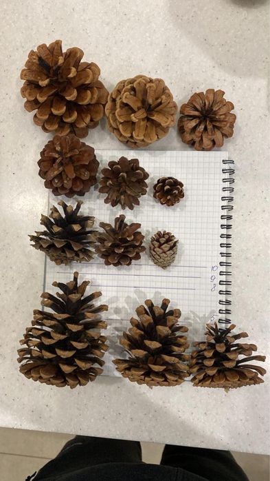 Шишки натуральные для декора и лечения