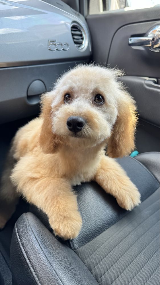 Poodle toy de vanzare