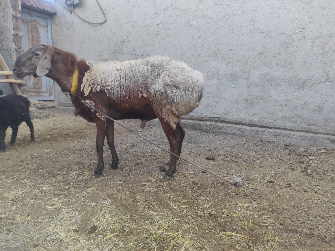 Arashan Qoʻchqor Sotiladi 2 yoshar
