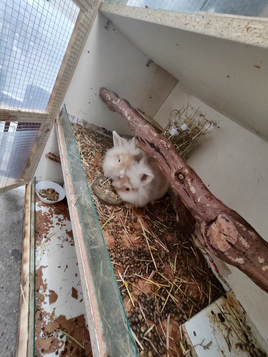 Cușcă mare 4 etaje + iepuri + chinchile – tot pachetul