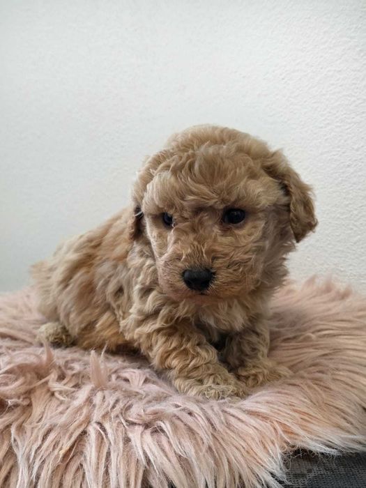Cățeluș Poodel Pudel Poodle talie toy, carnet de vaccin, deparazitat