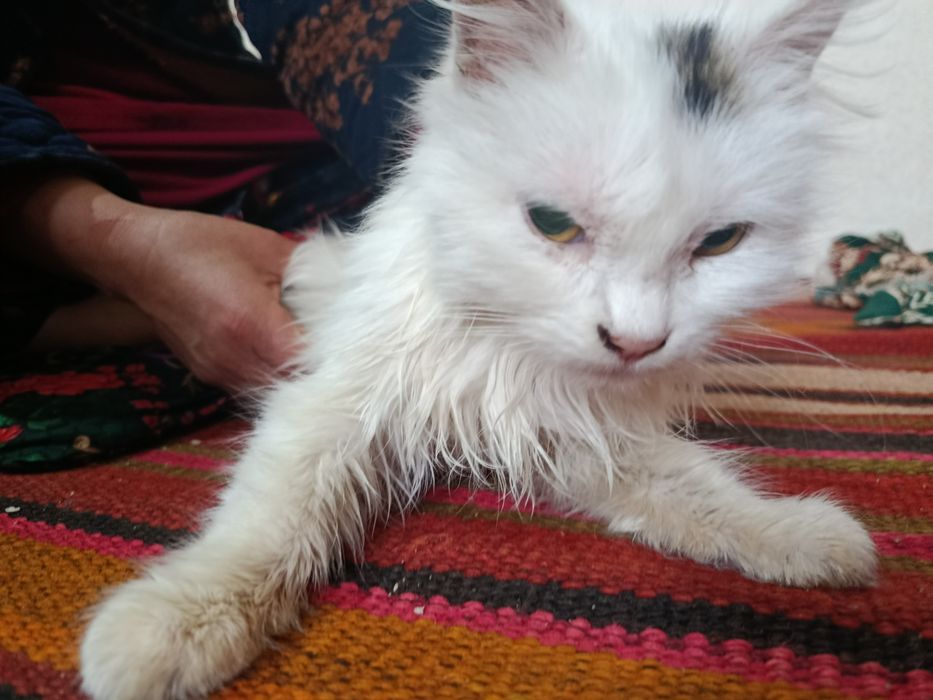 Chiroyli mushuk va uzun yungli