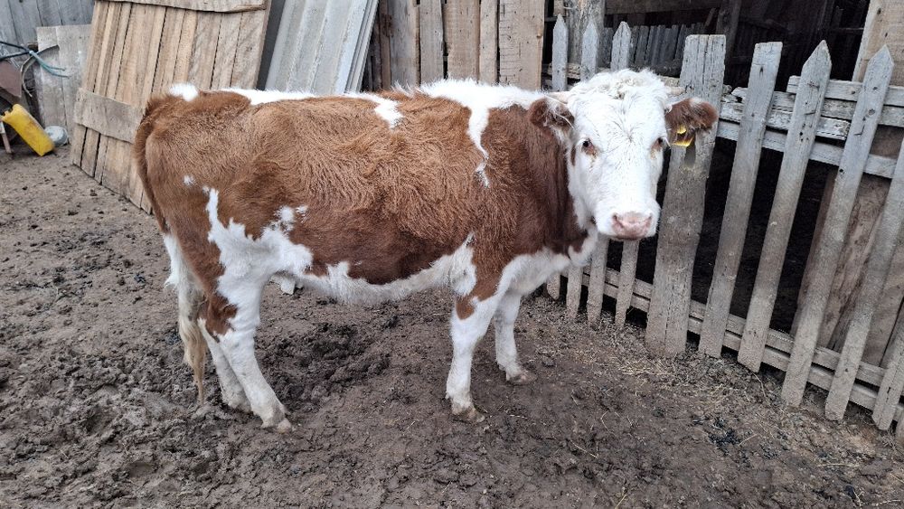 1. 3 ай  қашар сатылады