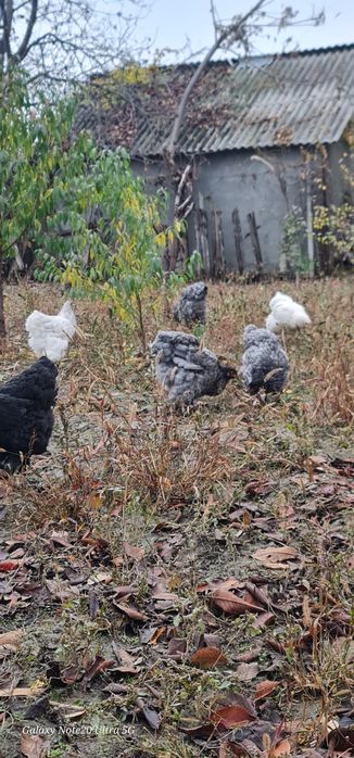 Brahma albastru,splash si alb