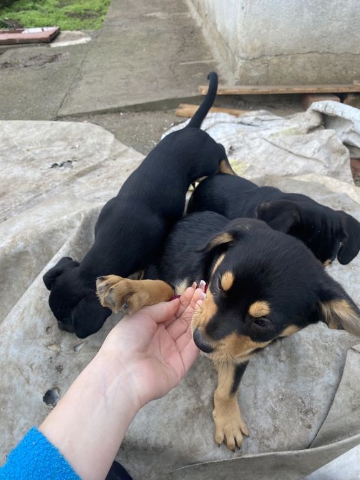 Подарявям кученца на 3 месеца