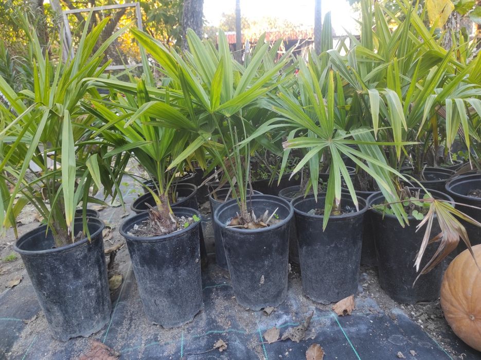 Студоустойчиво Палми