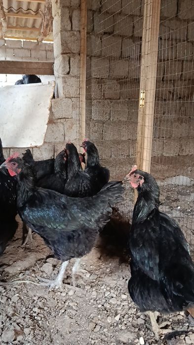 Қора шахзода тухумга заказ оламиз