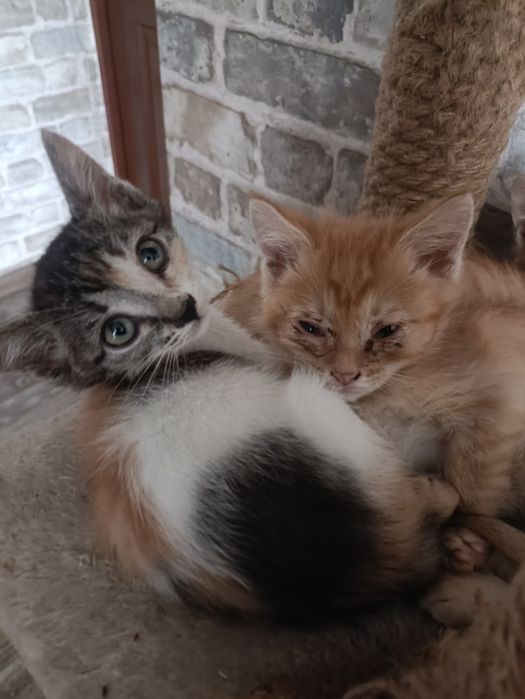 Отдаю котят в хорошие руки