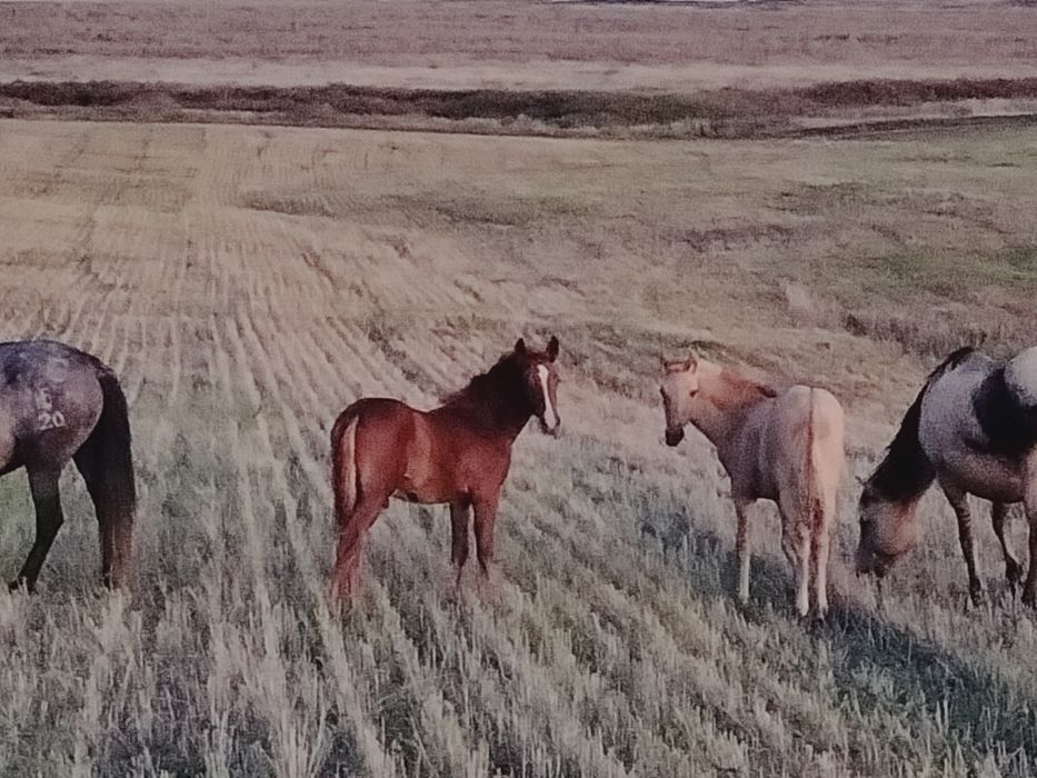 Жабағылар сатылады