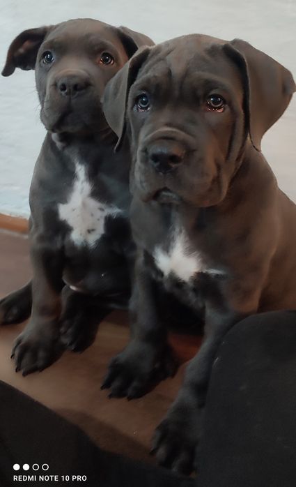 Щенки Кане Корсо !Цена Сегодня!