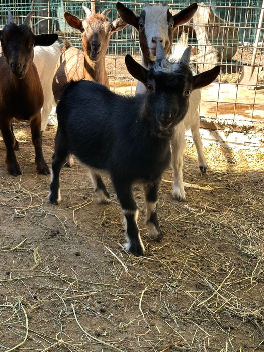 Tap pitic , capre pitice