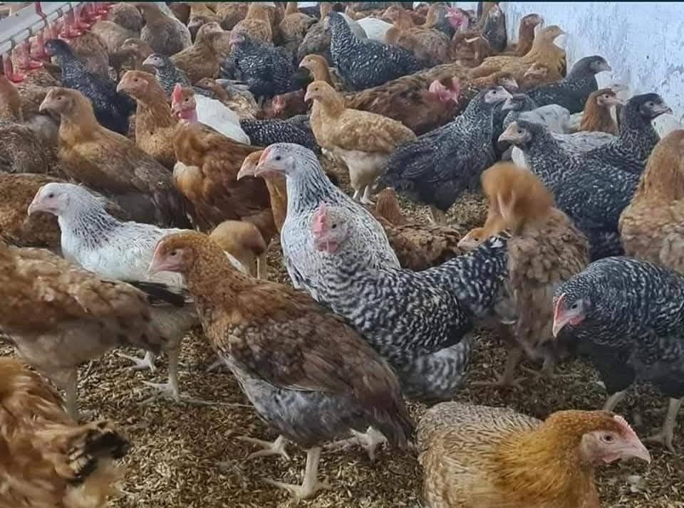 Avem la vânzare pui de carne și rasa mixta