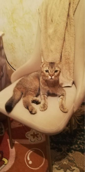 Продам котят шотландская порода вислоухая каждые 15 000 тг уступим