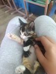Малышка  ищёт дом и заботливых ручек!