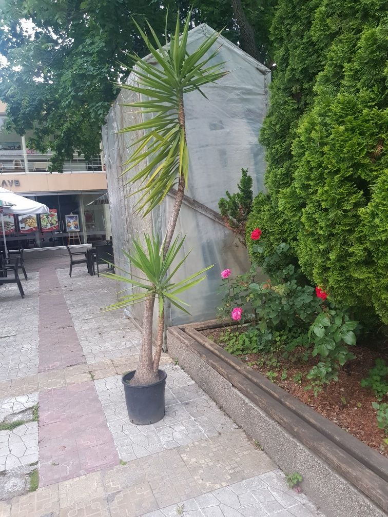 Продавам палма Юка / Yucca, 25 годишна, 3 м. височина