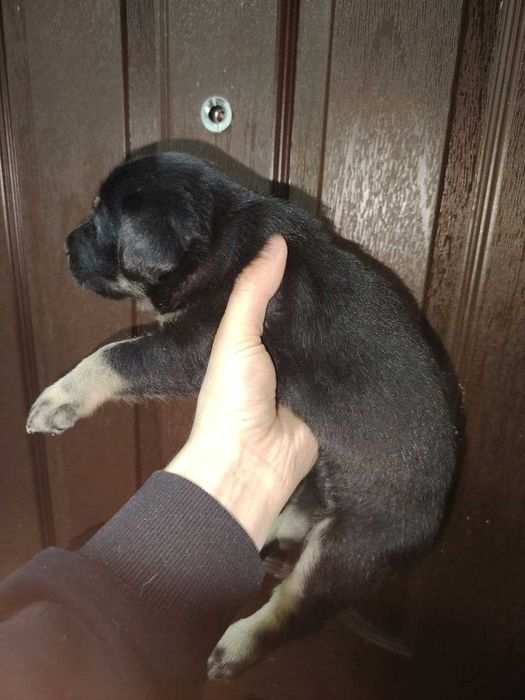 Пристраиваются Щенки средней породы / Kuchuk bor