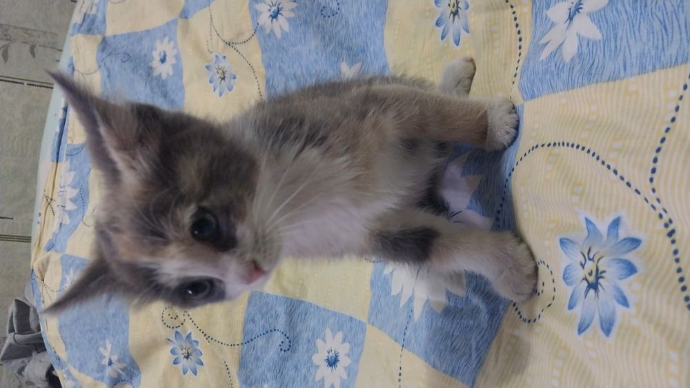Отдам двух котят срочно