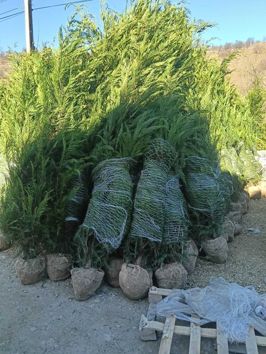 Plante Ornamentale