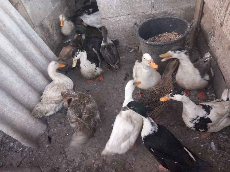 Rate romanesti și lesesti