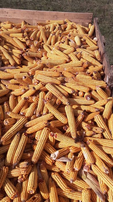 Porumb stiulete producție 2025