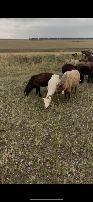 Продам коз не дорого