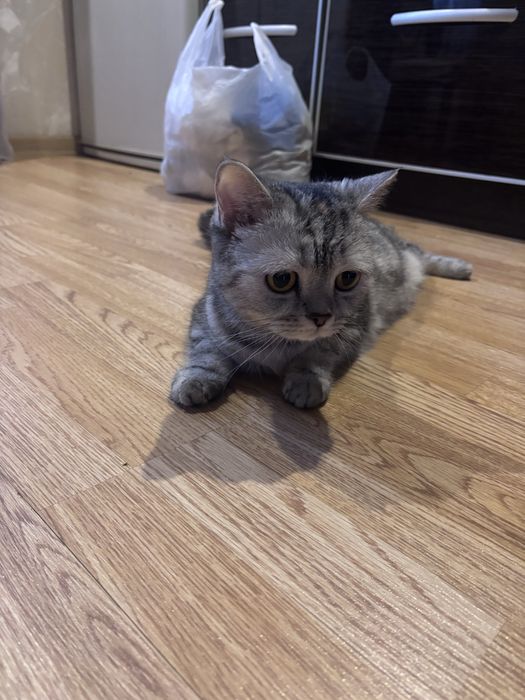 Отдам в добрые и заботливые руки кошечку скотиш страйт