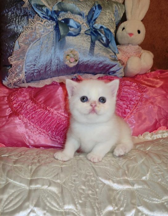 Продается шикарный белоснежный котенок девочка