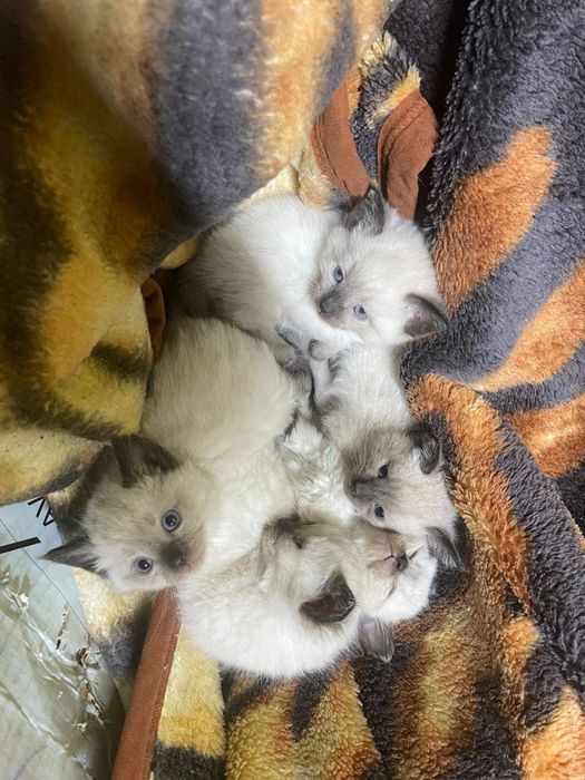 Отдам котят в добрые руки