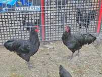 Vând cocoș rasa Australorp