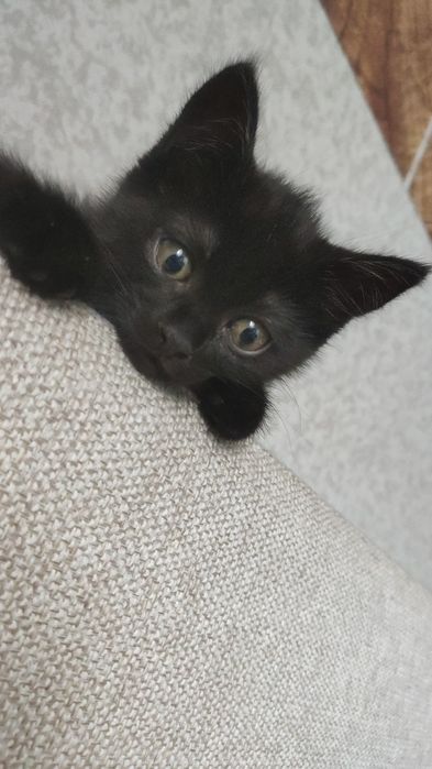 Отдам кошечку в добрые руки