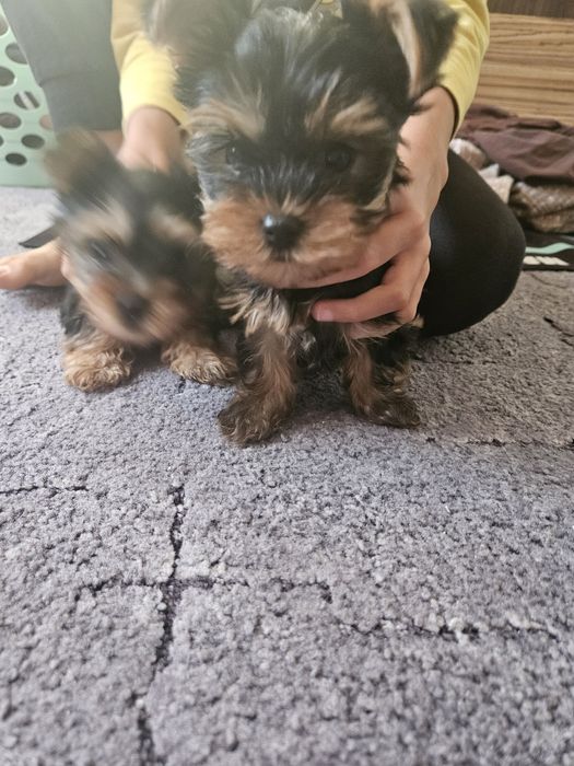 Продавам мини йоркита