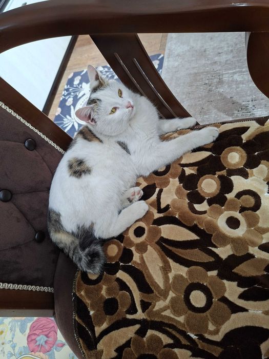 Уй мушуги хадяга берилади