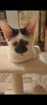 Petsitting/ Hotel animalute-conditii de lux