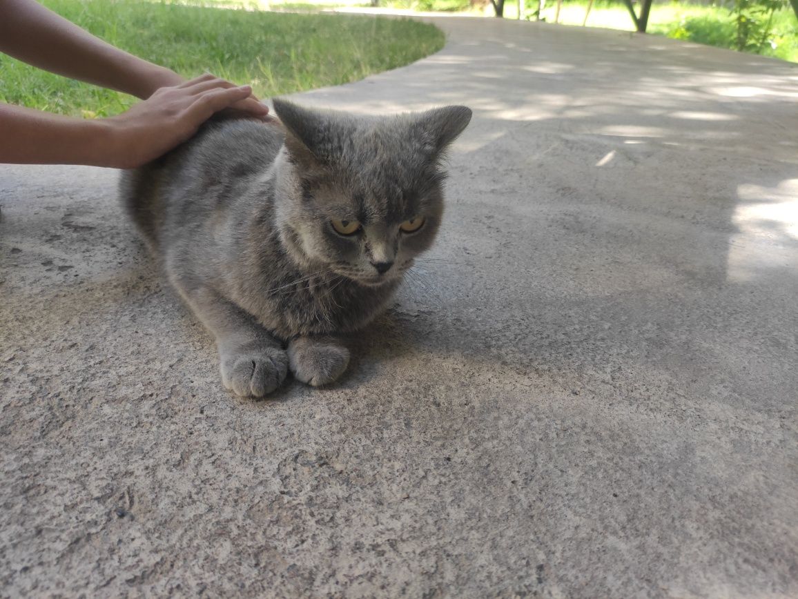 Zottor mushuk aqlli