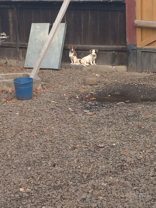 caine_are_o_luna_jumate