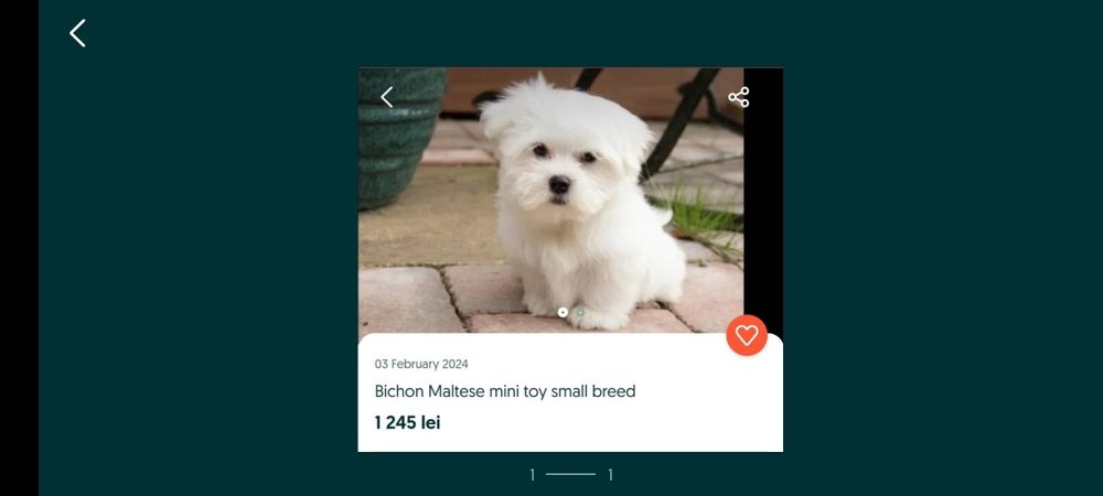 Bichon maltez talie mica