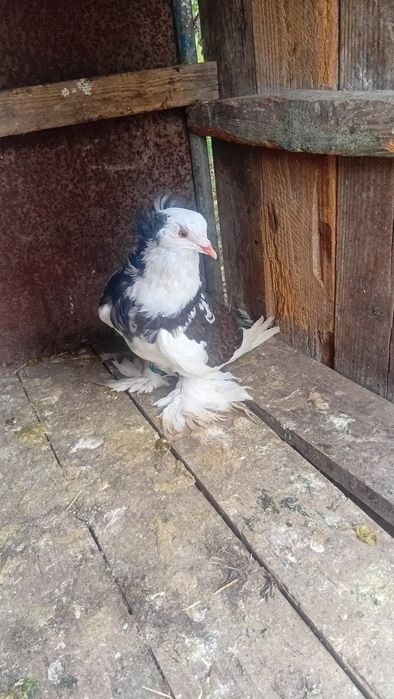Vând porumbei uriași maghiari