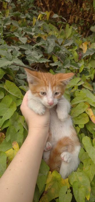 Отдам рыже-белого котёнка в добрые руки — мальчик, ласковый и игривый