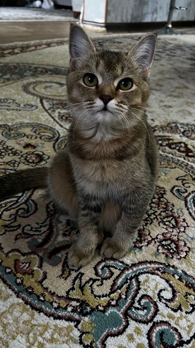 Британская короткошерстная кошка (девочка), 6,5 месяцев